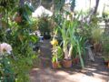 Harborea